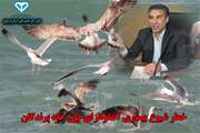 استان اردبیل جزء 5 استان پرخطر و های ریسک کشور از نظر شیوع احتمالی بیماری آنفلوانزای فوق حاد پرندگان است