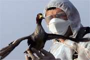 اقدامات امنیتی زیستی در خصوص کنترل آنفلوانزای فوق حاد پرندگان