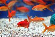 دامپزشکی استان اردبیل در خصوص رها سازی ماهی  قرمز در روز طبیعت هشدار داد/ ماهی قرمز تهدیدی برای زیستگاهها و منابع آبی طبیعی است 