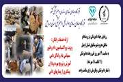 رزمایش جهاد دامپزشکی در قالب اردوهای جهادی هر روز در یک شهرستان استان اردبیل انجام می شود