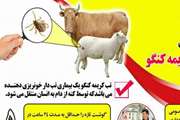 مجموعه برنامه تب کریمه کنگو