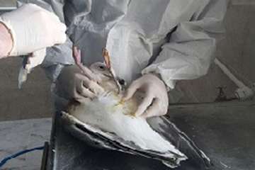 نمونه برداری از پرندگان مهاجر در راستای پایش بیماری آنفلوانزا فوق حاد پرندگان در شهرستان خلخال به رو