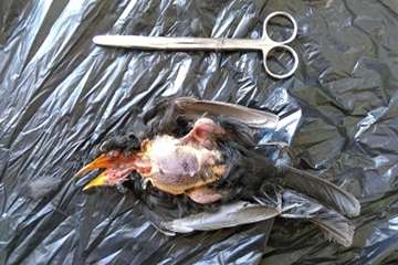 نمونه برداری از پرندگان مهاجر در راستای پایش بیماری آنفلوانزا فوق حاد پرندگان در شهرستان خلخال به رو