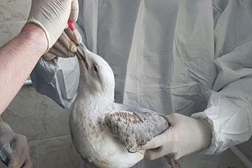 نمونه برداری از پرندگان مهاجر در راستای پایش بیماری آنفلوانزا فوق حاد پرندگان در شهرستان خلخال به رو