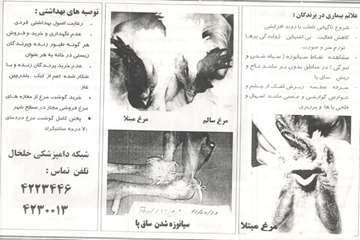 آنفلوانزای فوق حاد پرندگان