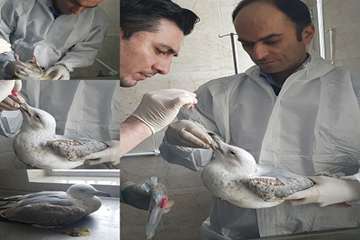 نمونه برداری از پرندگان مهاجر در راستای پایش بیماری آنفلوانزا فوق حاد پرندگان در شهرستان خلخال به رو