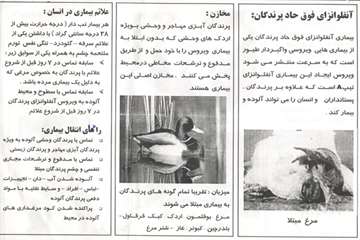 آنفلوانزای فوق حاد پرندگان