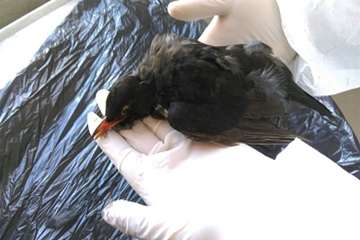 نمونه برداری از پرندگان مهاجر در راستای پایش بیماری آنفلوانزا فوق حاد پرندگان در شهرستان خلخال به رو