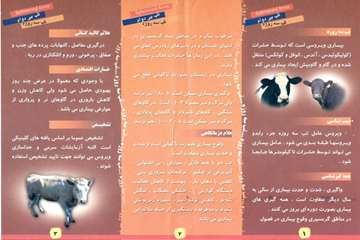 تب سه روزه