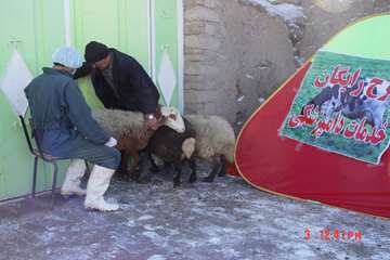 ارائه خدمات رایگان دامپزشکی ویژه دهه مبارک فجر به دامداران شهرستان نمین به روایت تصویر