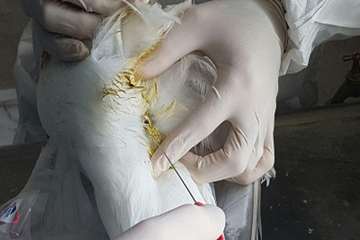 نمونه برداری از پرندگان مهاجر در راستای پایش بیماری آنفلوانزا فوق حاد پرندگان در شهرستان خلخال به رو