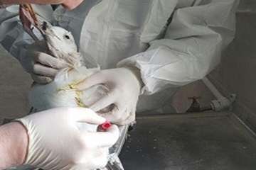 نمونه برداری از پرندگان مهاجر در راستای پایش بیماری آنفلوانزا فوق حاد پرندگان در شهرستان خلخال به رو