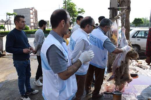 بازرسی از 689 راس دام و لاشه دام قربانی شهروندان اردبیلی در عید قربان
