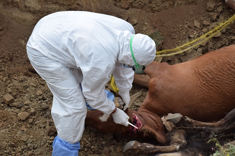 تلفات مشکوک به هاری چند راس دام در روستای چراپا در اردبیل /  لاشه ها نمونه برداری و دفن بهداشتی شدند
